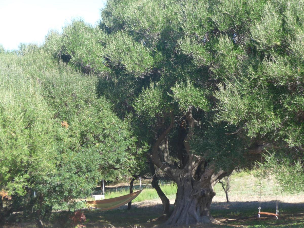Agriturismo Gli Olivastri -Appartamento Bel Vedere Con Piscina ,Solarium E Vista Mare,Climatizzatore ,Wifi Aglientu Eksteriør bilde